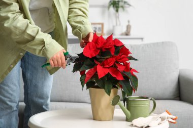 Secateurs 'lu bir kadın evde Noel ağacı kesiyor, yakın plan.