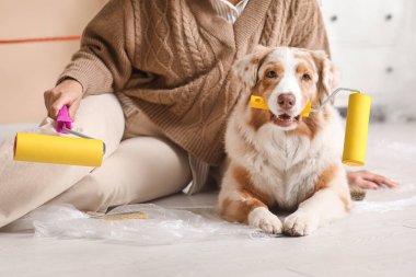 Tekerlekli sandalyesi olan kadın ressam ve şirin Avustralyalı çoban köpeği yeni evdeki tamirat sırasında oturuyorlar.