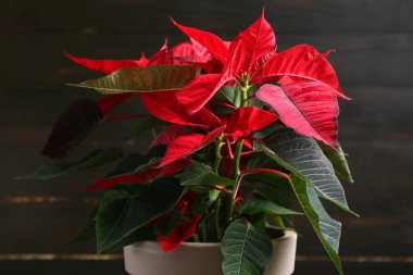 Koyu ahşap arka plana karşı güzel bir Noel ağacı dikimi. Yakın plan.