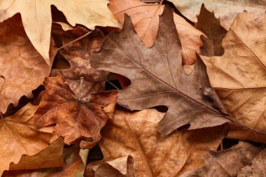 Arka plan olarak kurumuş yapraklar, yakın plan