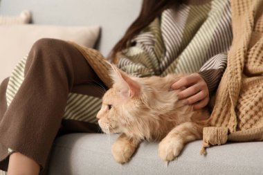 Battaniyeli güzel genç bir kadın ve sevimli bir Maine Coon kedisi evdeki kanepede oturuyor, yakın plan.