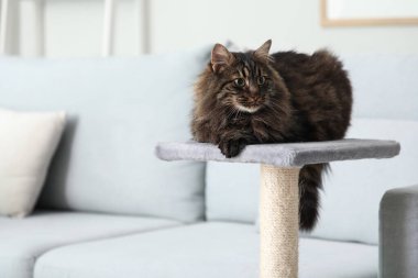 Evdeki tırmalama direğine uzanmış sevimli tüylü kedi, yakın plan.