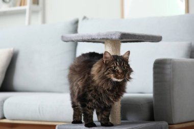Evdeki tırmalama direğinin yanındaki sevimli tüylü kedi.