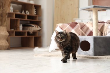 Yatak odasındaki tırmalama direğinin yanındaki sevimli tüylü kedi.