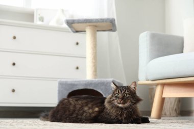 Şirin pofuduk kedi evde tırmalama direğinin yanında yatıyor.