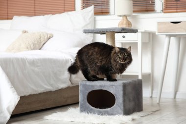 Yatak odasındaki tırmalama direğinin yanındaki sevimli tüylü kedi.