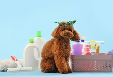 Mavi arka planda temizlik malzemesi olan sevimli oyuncak kaniş.