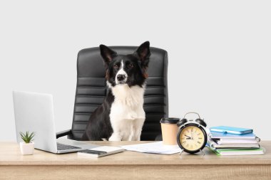 Laptopu ve çalar saati olan şirin bir Border Collie köpeği. Zaman yönetimi kavramı