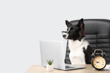 Laptopu ve çalar saati olan şirin bir Border Collie köpeği. Zaman yönetimi kavramı