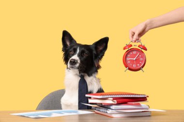 Tatlı Sınır Collie köpeği ve sarı arka planda çalar saati olan kadın eli. Zaman yönetimi kavramı