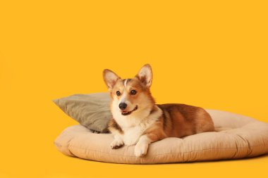 Sevimli Corgi köpeği yastıkla portakal arka planda evcil hayvan yatağında yatıyor.