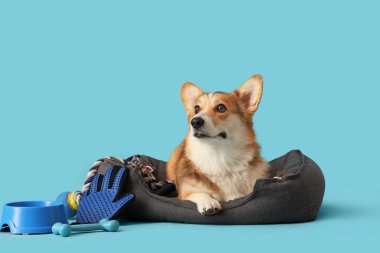 Şirin Corgi köpeği, mavi arka planda aksesuarlarıyla evcil hayvan yatağında yatıyor.