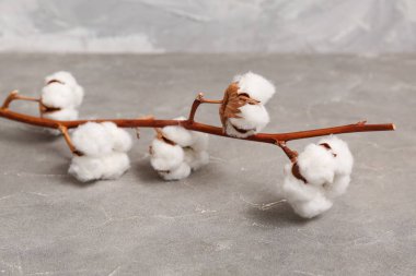 Grunge arka planında güzel pamuk dalı