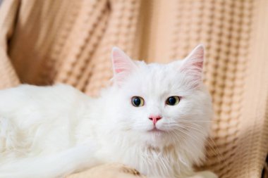 Evdeki kanepede yatan sevimli beyaz kedicik, yakın plan.
