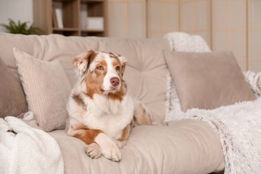 Şirin tüylü Avustralyalı çoban köpeği oturma odasında rahat koltukta oturuyor.
