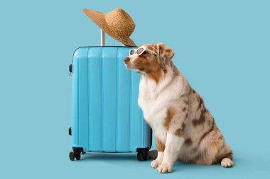 Mavi arka planda bavulu olan, güneş gözlüklü şirin Avustralya çoban köpeği. Seyahat kavramı