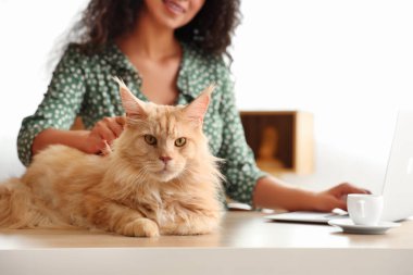 Güzel, genç, mutlu, Afro-Amerikan bir kadın dizüstü bilgisayarla, bir fincan kahveyle ve sevimli Maine Rakun kedisiyle çalışıyor.