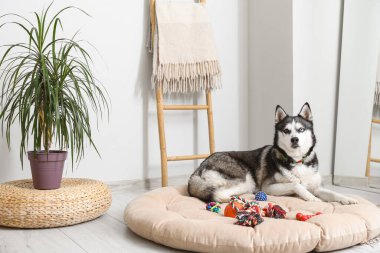 Evcil hayvan yatağındaki sevimli Husky köpeği.