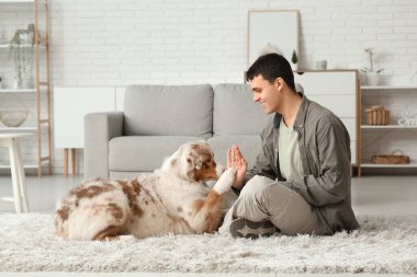 Genç adam evdeki şirin Avustralya çoban köpeğine beşlik çakıyor.