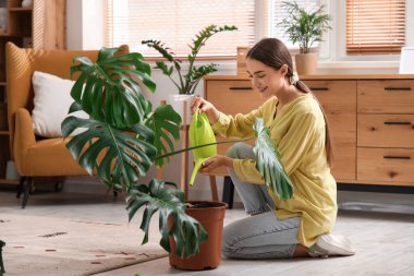 Evde Monstera bitkisini sulayan genç bir kadın.