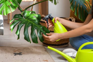 Kadın elleri evdeki Monstera bitkisine su püskürtüyor.
