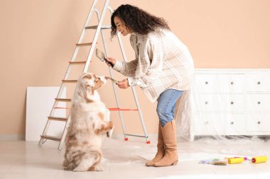 Yeni evdeki tamirat sırasında fırçalı ve şirin Avustralyalı çoban köpeği olan mutlu Afro-Amerikan ressam kadın.