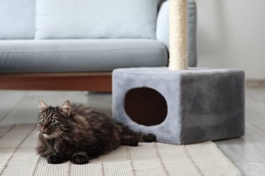 Şirin pofuduk kedi evde tırmalama direğinin yanında yatıyor.