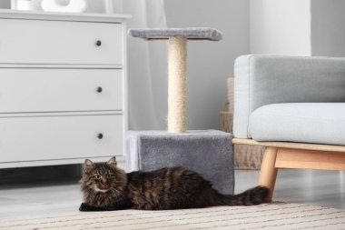 Şirin pofuduk kedi evde tırmalama direğinin yanında yatıyor.