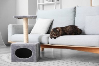 Şirin tüylü kedi evdeki tırmalama direğinin yanındaki kanepede yatıyor.