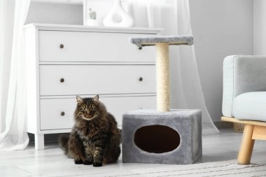 Şirin pofuduk kedi evde tırmalama direğinin yanında oturuyor.