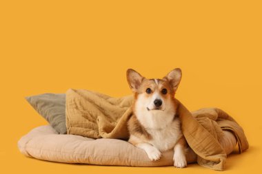 Evcil hayvan yatağında turuncu arka planda yatan ekoseli şirin Corgi köpeği.