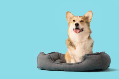 Mavi arka planda evcil hayvan yatağında sevimli Corgi köpeği.