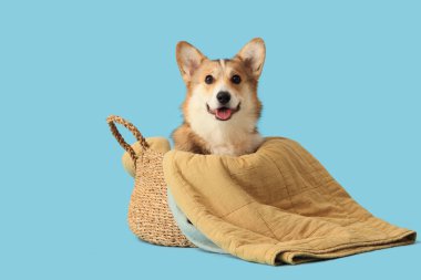 Mavi arka planda hasır sepette ekoseli şirin Corgi köpeği