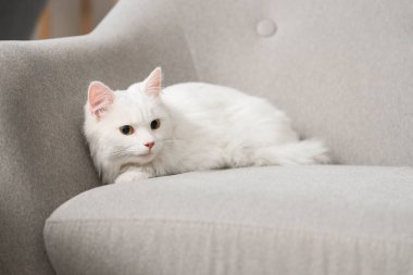 Evdeki kanepede yatan sevimli beyaz kedi.
