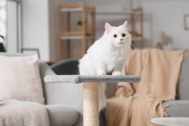 Evdeki tırmalama direğinde yatan sevimli beyaz kedi.