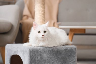 Evinde yerde yatan sevimli beyaz kedi.