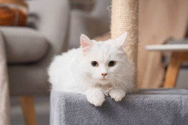 Şirin beyaz kedi evinin önünde yatıyor, yakın plan.