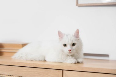 Evdeki klozette yatan sevimli beyaz kedi.