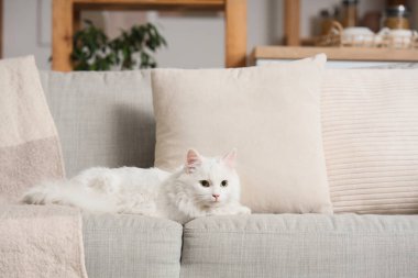 Evdeki gri kanepede yastıkları olan sevimli beyaz kedi.