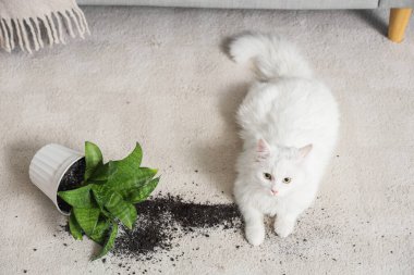 Evdeki halıda çiçek saksısı ters dönmüş sevimli beyaz kedi.