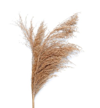 Beyaz arka planda kurumuş otlar