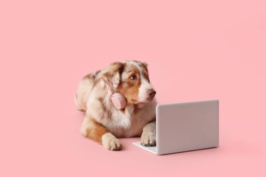 Pembe arka planda kulaklık ve dizüstü bilgisayarı olan sevimli, tüylü Avustralyalı çoban köpeği.