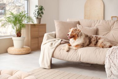 Şirin yumuşacık Avustralya çoban köpeği oturma odasında kanepede oturuyor.