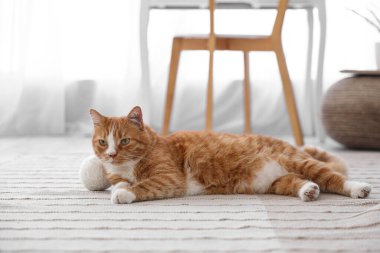 Evdeki halıya örgü ören sevimli kırmızı kedi.