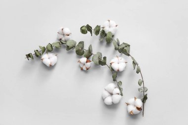 Beyaz arkaplanda pamuk ve okaliptüs