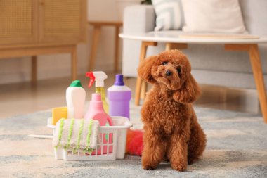 Evde temizlik malzemeleriyle sevimli oyuncak kaniş.