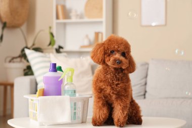 Evdeki masasında temizlik malzemesi olan sevimli oyuncak kaniş.