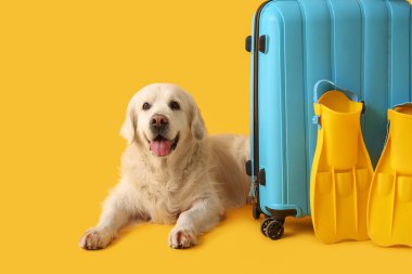 Beyaz sevimli Labrador köpeği, bavulu ve sarı arka planda paletleri var.