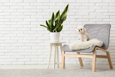Modern oturma odasındaki şirin Maltese köpeği.
