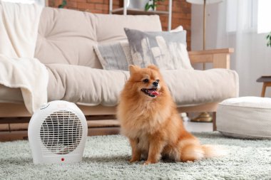 Evde elektrikli vantilatör ısıtıcısı olan sevimli Pomeranya köpeği.